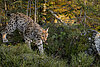 Werbebild: Luchs im Wald 
