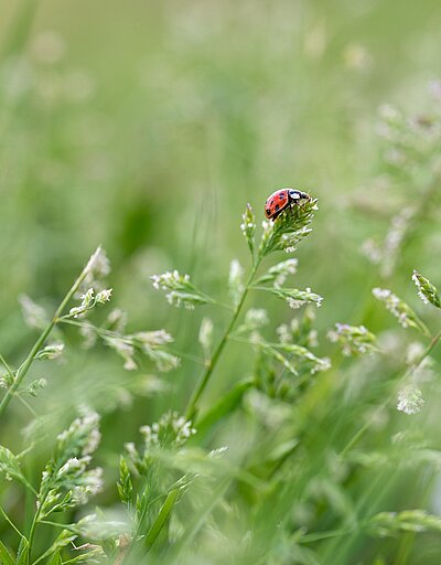 Werbebild für Kräuterführung. Marienkäfer auf Wiese.
